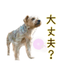 ヨークシャーテリアのガブリエル5（個別スタンプ：20）