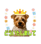 ヨークシャーテリアのガブリエル5（個別スタンプ：22）