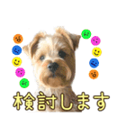 ヨークシャーテリアのガブリエル5（個別スタンプ：23）