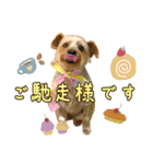 ヨークシャーテリアのガブリエル5（個別スタンプ：27）
