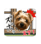 ヨークシャーテリアのガブリエル5（個別スタンプ：29）