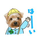 ヨークシャーテリアのガブリエル5（個別スタンプ：33）