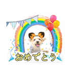 ヨークシャーテリアのガブリエル5（個別スタンプ：37）