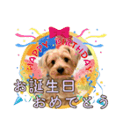 ヨークシャーテリアのガブリエル5（個別スタンプ：38）