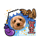 ヨークシャーテリアのガブリエル5（個別スタンプ：40）