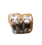 フェレットのととここ！（個別スタンプ：1）