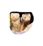 フェレットのととここ！（個別スタンプ：2）