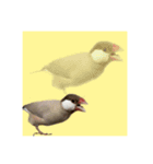 みんなちがってみんないい。とり。（個別スタンプ：5）