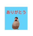 みんなちがってみんないい。とり。（個別スタンプ：6）