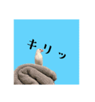 みんなちがってみんないい。とり。（個別スタンプ：9）
