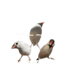 みんなちがってみんないい。とり。（個別スタンプ：10）