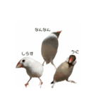 みんなちがってみんないい。とり。（個別スタンプ：14）