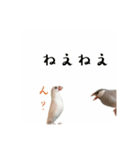 みんなちがってみんないい。とり。（個別スタンプ：15）