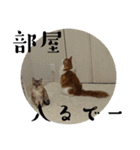 @日常会話スタンプ（個別スタンプ：7）