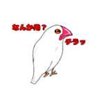 白文鳥でんす！（個別スタンプ：10）