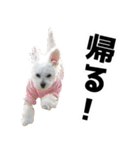 漢犬ケン3（個別スタンプ：1）