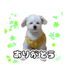 漢犬ケン3（個別スタンプ：4）