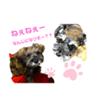 ポアロとシェリー（個別スタンプ：1）