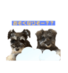 ポアロとシェリー（個別スタンプ：5）