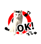 前髪猫らい（個別スタンプ：1）