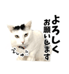 前髪猫らい（個別スタンプ：3）
