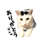 前髪猫らい（個別スタンプ：4）