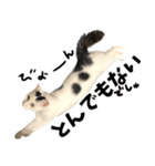 前髪猫らい（個別スタンプ：5）