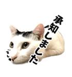 前髪猫らい（個別スタンプ：6）