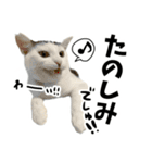前髪猫らい（個別スタンプ：7）