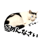 前髪猫らい（個別スタンプ：8）