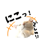前髪猫らい（個別スタンプ：9）
