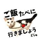 前髪猫らい（個別スタンプ：10）