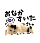 前髪猫らい（個別スタンプ：11）