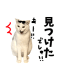 前髪猫らい（個別スタンプ：13）