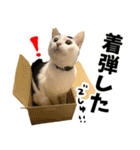 前髪猫らい（個別スタンプ：14）
