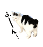 前髪猫らい（個別スタンプ：15）