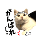 前髪猫らい（個別スタンプ：17）