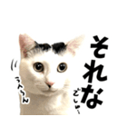 前髪猫らい（個別スタンプ：18）