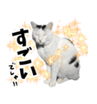 前髪猫らい（個別スタンプ：19）