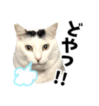 前髪猫らい（個別スタンプ：21）