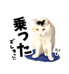 前髪猫らい（個別スタンプ：22）