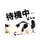 前髪猫らい（個別スタンプ：23）