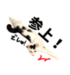 前髪猫らい（個別スタンプ：24）