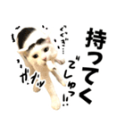 前髪猫らい（個別スタンプ：25）