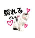 前髪猫らい（個別スタンプ：26）