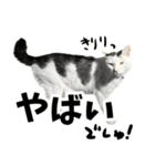 前髪猫らい（個別スタンプ：27）