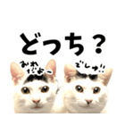 前髪猫らい（個別スタンプ：29）