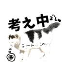 前髪猫らい（個別スタンプ：31）