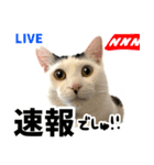 前髪猫らい（個別スタンプ：33）