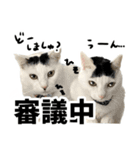前髪猫らい（個別スタンプ：35）